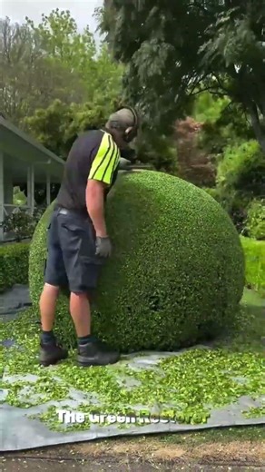 Mowing | Raking | Landscaping | Pressure Washing | Scraping #shorts #satisfying #gardening