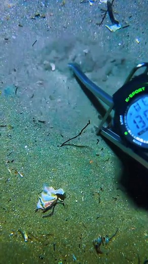 4.9K views · 38 reactions | Deep sea fishing wonders 錄  #seaworld #oceanlife #marineanimals #underwater | Spearfishing Mido | Facebook