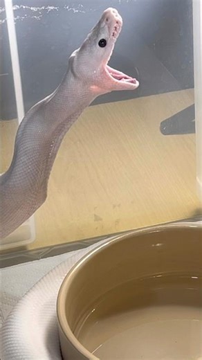 OROCHIMARU | Super Fire Royal / Ball Python | #feeding #short 🤍🎬 (05.11.25)