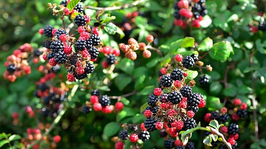 Polyphenols explained, including the best food sources