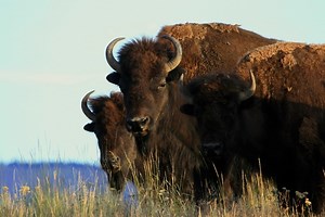 Bison Range, Montana - Discovering Montana