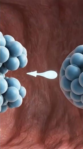 ‎Anatomy of reproductive system#anatomy #viral #foryou #human #healthylifestyle #shorts