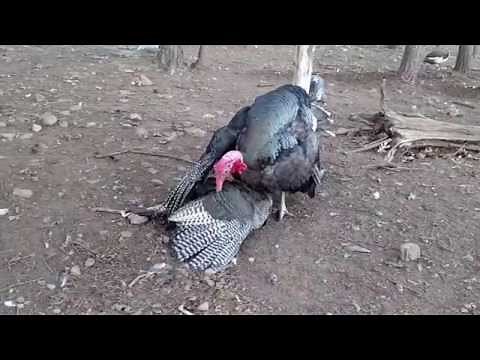 Turkeys Mating