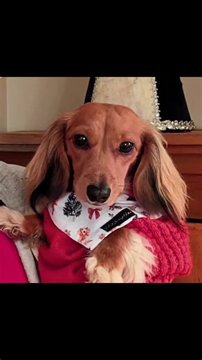 The magic of Christmas isn't found in a bank account. It's found in our hearts. Have a magical Holiday and enjoy your loved ones. 🎄❤️🎄 *Pebbles beautiful scarf is from @WOOF AND WEEN Dog Accessories #mypebblesminidoxie #merrychristmas #capturethemagic #cutedogsoftiktok