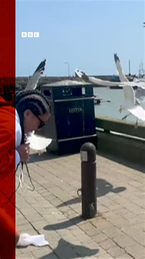 Would you take out "seagull insurance"? 👀🍟🦅 Read more: https://bbc.in/46X5VNs | BBC Manchester