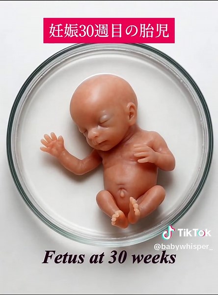Embryo Development Stages: From 5 to 30 Weeks