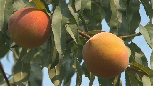 EPA must bar use of hazardous pesticide chlorpyrifos in produce farming