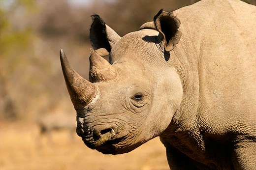 What Do Black Rhinos Eat?