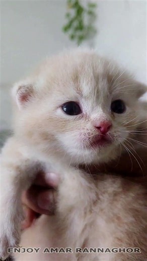Newborn Kitten Meowing 13 #kittens #newbornkitten #kittensmeowing