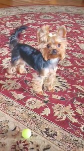 101K views · 1.9K reactions | Dog tail wagging Coma Yorkie #comayorkie #yorkie | Coma Yorkie | Facebook