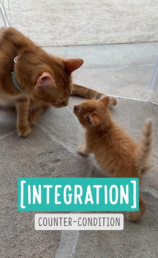 Integration — Counter-Conditioning While Billy Bob was in quarantine, I took him out on the patio for enrichment and pre-integration. I wanted him to see BB, Phoebe, and GB while his brain was still flexible, and I also wanted them to get used to Billy Bob visually. Once Billy Bob was finally out of quarantine, it was time for him to meet GB. For some reason, GB wasn’t thrilled about meeting Billy Bob, so we did some counter-conditioning to change how GB felt about Billy’s presence. I wouldn’t i