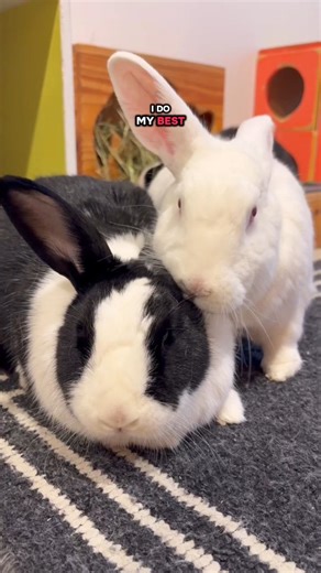Dolly's so lucky she will be taking her Midnight Barber home with her and her sister when they get adopted on Monday... so she will continue to look fabulous in her furever home! | The Bunny Cafe