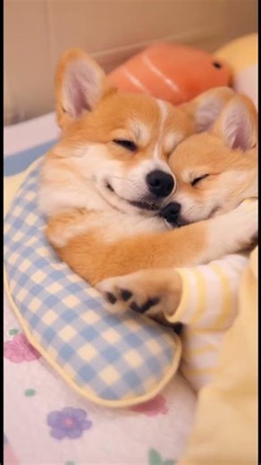 The dog is copying him, it's so exciting! #corgi #mycorgi #mydog#cute