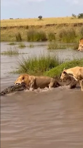 Lion vs Croc: This River Fight!
