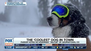 Viral pup: Honorary Mayor Parker 'woofs' for upcoming ski season | Latest Weather Clips | FOX Weather