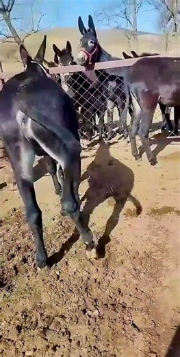 Funniest Donkey Ever Donkey Training the fun way