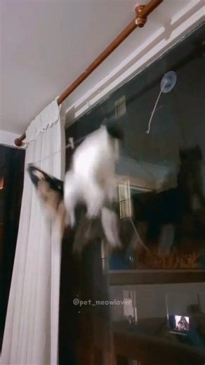 116K views · 5.5K reactions | Tuxedo cat behavior#funnyvideo #fypツ #cat #funnycat #tuxedocat #funny #catsoftiktok #catlover | Petmeowlover | Facebook