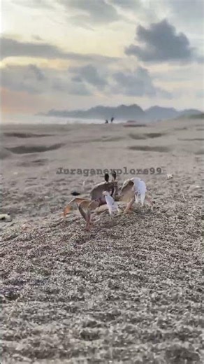The horn-eyed ghost crab is a species of ghost crab that lives in the Indo-Pacific region