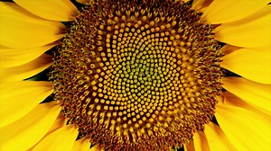 72K views · 165 reactions | Flower power in action.  Combine Guided Edits like Time-lapse and Bounce Back in Premiere Elements to create mesmerizing videos like this. | Adobe Photoshop Elements & Premiere Elements | Facebook