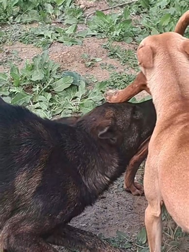 Cómo resolver problemas de cuentas en TikTok