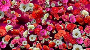 Free video - Flower, Floral, Petals