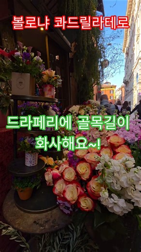 특파원수첩 볼로냐 입성을 예쁜 꽃들이 반겨 줍니다. 콰드릴라테로 시장지역 드라페리에 골목길. 꽃을 사랑하고 좋아하시면 영혼이 맑아진답니다. 구독과좋아요🌹관광명소 미리보기