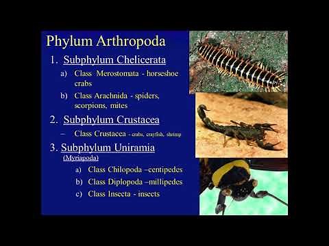 Biology 182 Arthropoda