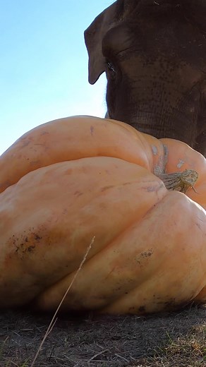 Squishin’ accomplished The elephant family squished (and snacked on) three giant pumpkins at the Oregon Zoo’s 24th annual Squishing of the Squash. Giant thanks to Larry Nelson and Amanda Gilmour for the giant 🎃 #SquishingOfTheSquash #elephant #pumpkinseason #giant #animals