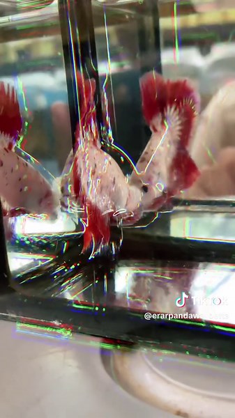 Giant HMPK Betta Fish: Beauty in 5cm