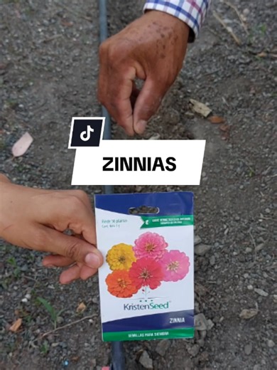 🌱🌸Siembra de zinnias🌸🌱 #zinnias #flores #agrocoyote4 #jardin