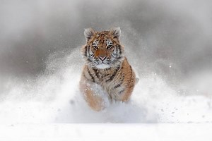 3.4K views · 168 reactions | Today is International Tiger Day, shining a light on how now more than ever, tigers need our protection. Over the last century we've lost 97% of the world's tigers. In fact, less than only 4,000 remain in the wild. #internationaltigerday #globaltigerday | Discovery Channel Australia | Facebook