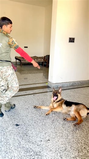 #germanshepherd #basic #funny #shorts #dogtraining #tips #doglife #dogshorts #dogs #gymdog#dogsworl