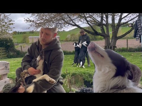Grooming two border collies