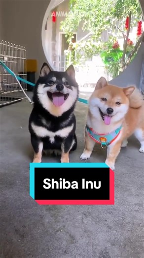 Discover Shiba Inu 🐶🦊 a very cute pet doggo breed 😍 #shibainu #shibainupuppy #shiba #shibadog