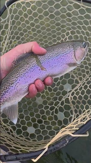 Yuba River Rainbow on the skwala drys #adventure #fishing #flyfishing #redington