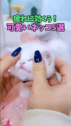 疲れを癒す猫動画 #猫 #cat #cats #cute