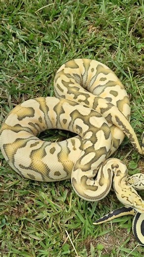 Crazy Ball Python Morphs!