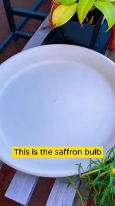 69K views · 1.1K reactions | How to grow saffron flowers #tool #gardeningmakemehappy #tree #gardentools #treesofinstagram | Gardening Lab | Facebook