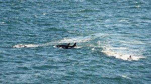 Walruses are no match for killer whales in hot pursuit