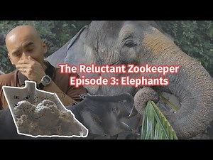 Elephant vs Human - [The Reluctant Zookeeper Ep 3]