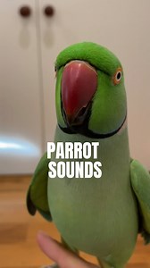 24K views · 384 reactions | A little compulation bird video with some...