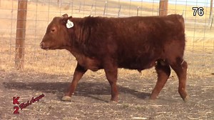 Lot 76: K2 Red Angus - K2 Spring Sale