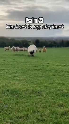 526 reactions · 208 shares | Holy serotonin boost? Yeah—sponsored by...