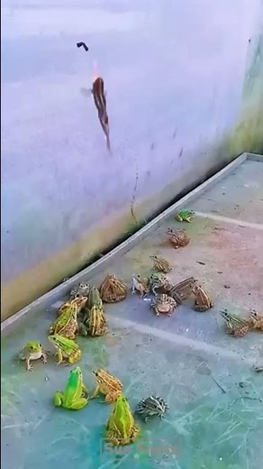 frog jumping #shorts