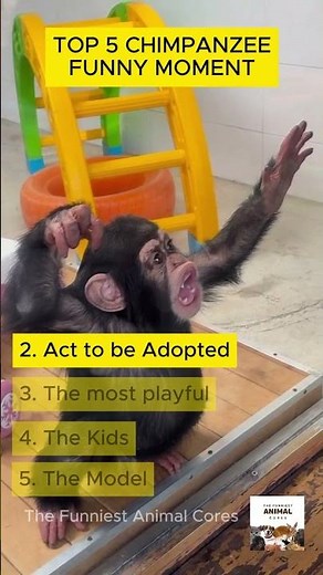 Chimpanzee Funny Videos | Top 5 Chimpanzee Moment #funny #animals