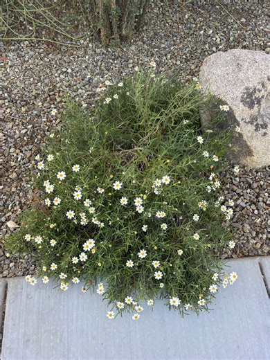 Melampodium Leucanthum, Blackfoot Daisy (30-seeds per Packet) - Etsy