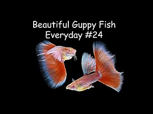 Guppy Channel - Beautiful Guppy Fish Everyday #24