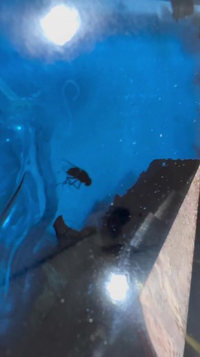 The Donkey on TikTok