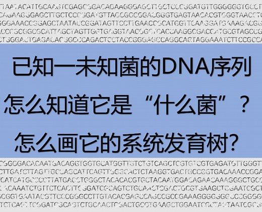【看了就会！！】已知未知菌序列，怎么用mega，ncbi（blast）来构建系统发育树