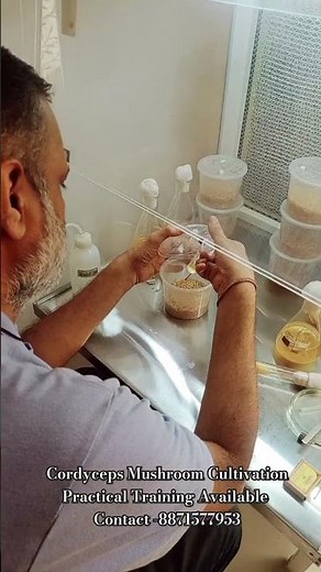 Cordyceps Mushroom farming/ how to grow cordyceps Militaries Mushroom/ cordyceps training